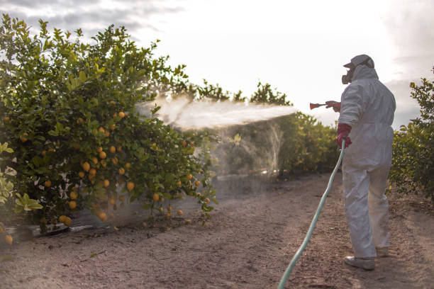 Best Residential Pest Control  in Little Walnut Village, NM