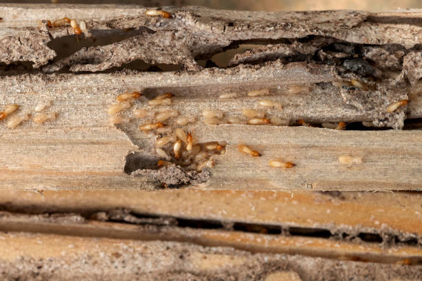 Best Pest Prevention Services  in Little Walnut Village, NM
