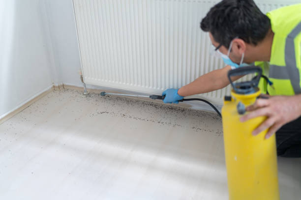 Best Cockroach Control Services  in Little Walnut Village, NM