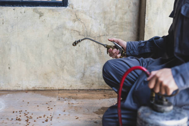 Best Local Pest Control Services  in Little Walnut Village, NM