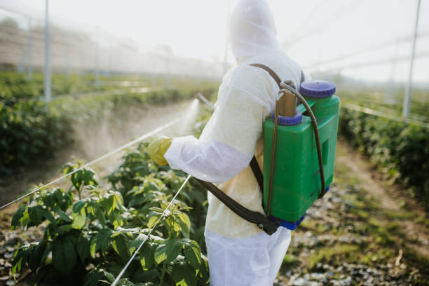 Wasp Removal Services in Little Walnut Village, NM